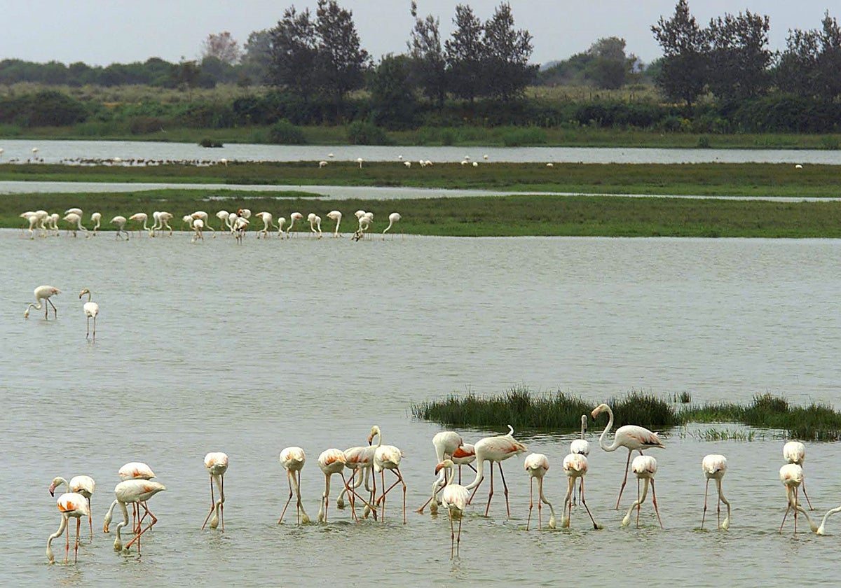Flamencos en el parque natural de Doñana