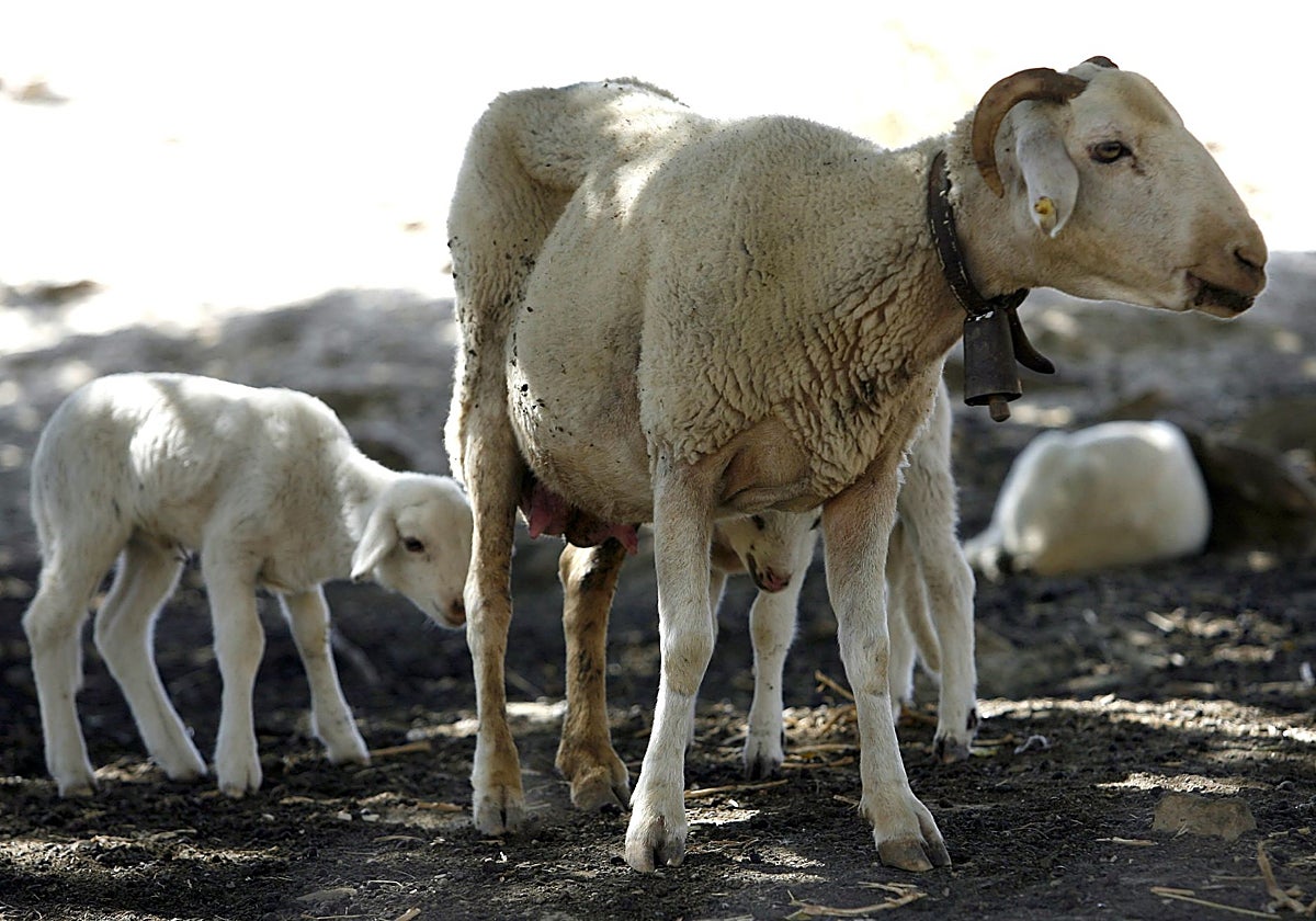 Foto de archivo de un rebaño de ovejas