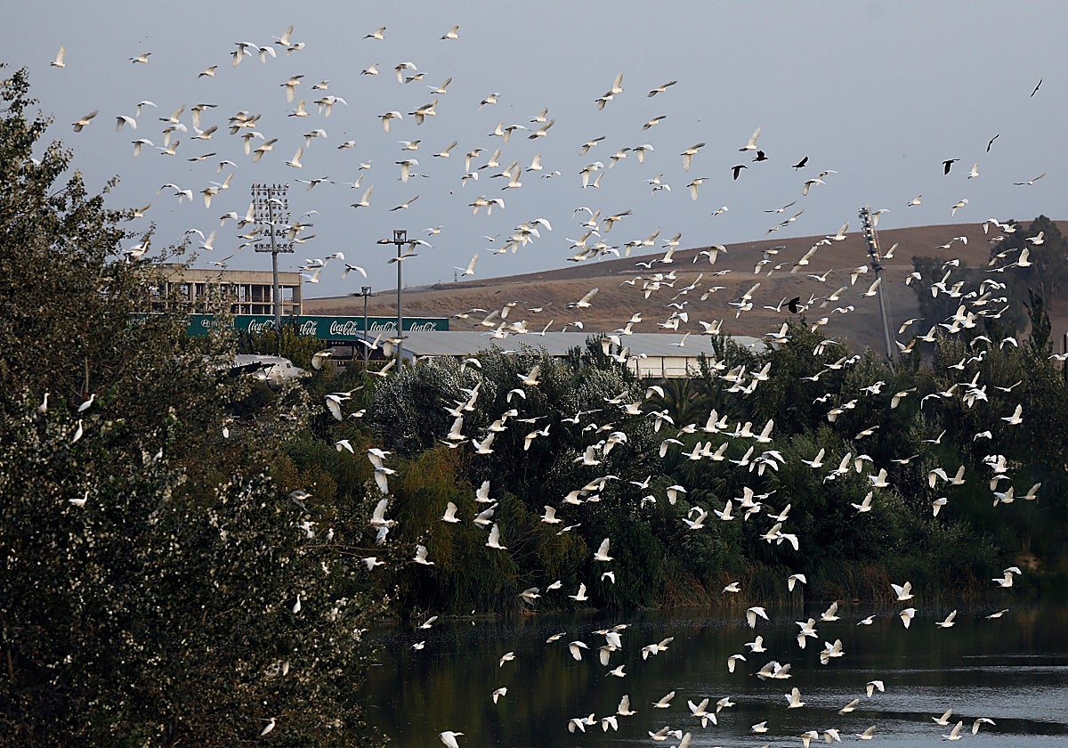 Aves que habitan en el entorno del río Guadalquivir