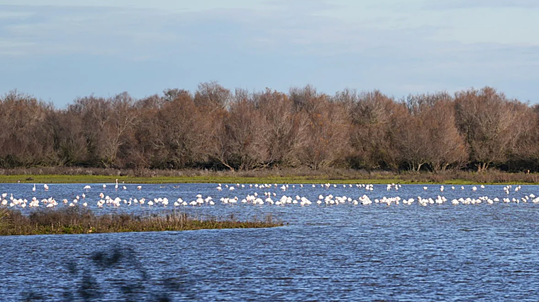 Aves en una laguna de Doñana en una imagen tomada el pasado mes de febrero