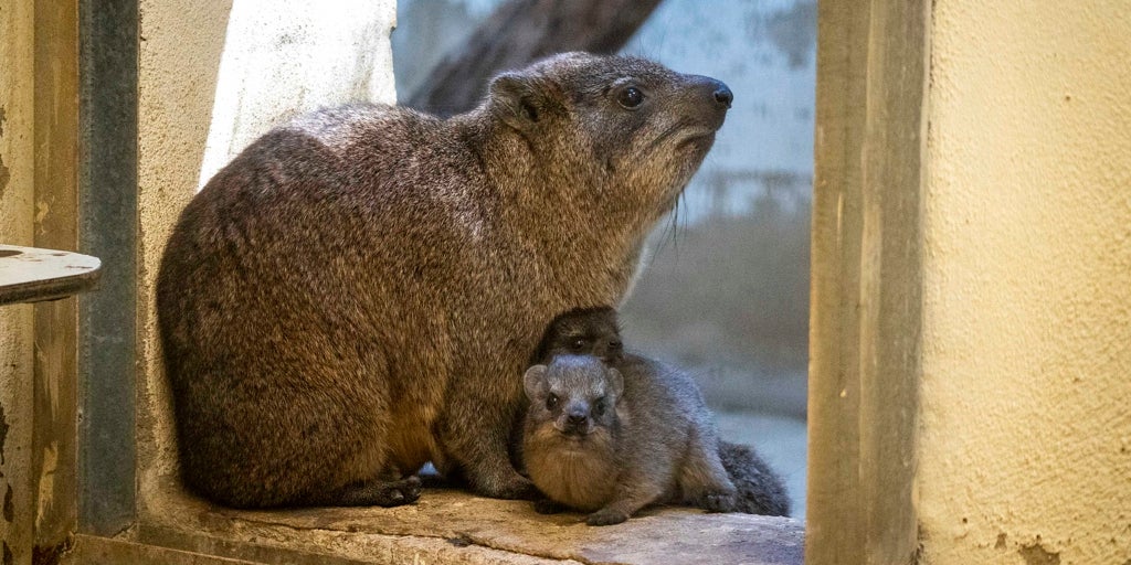 El damán roquero: la especie amenazada que sustenta una de las teorías del origen del nombre de España