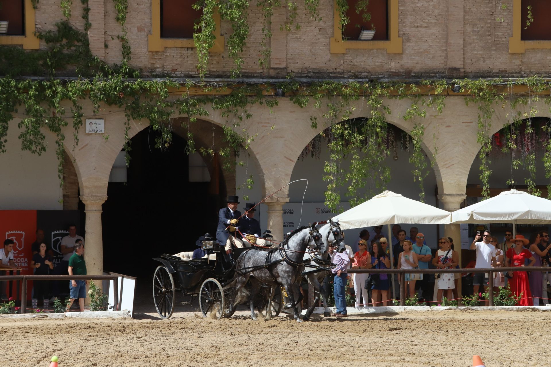 En imágenes, el X Concurso Internacional de Atalaje de Tradición en Córdoba