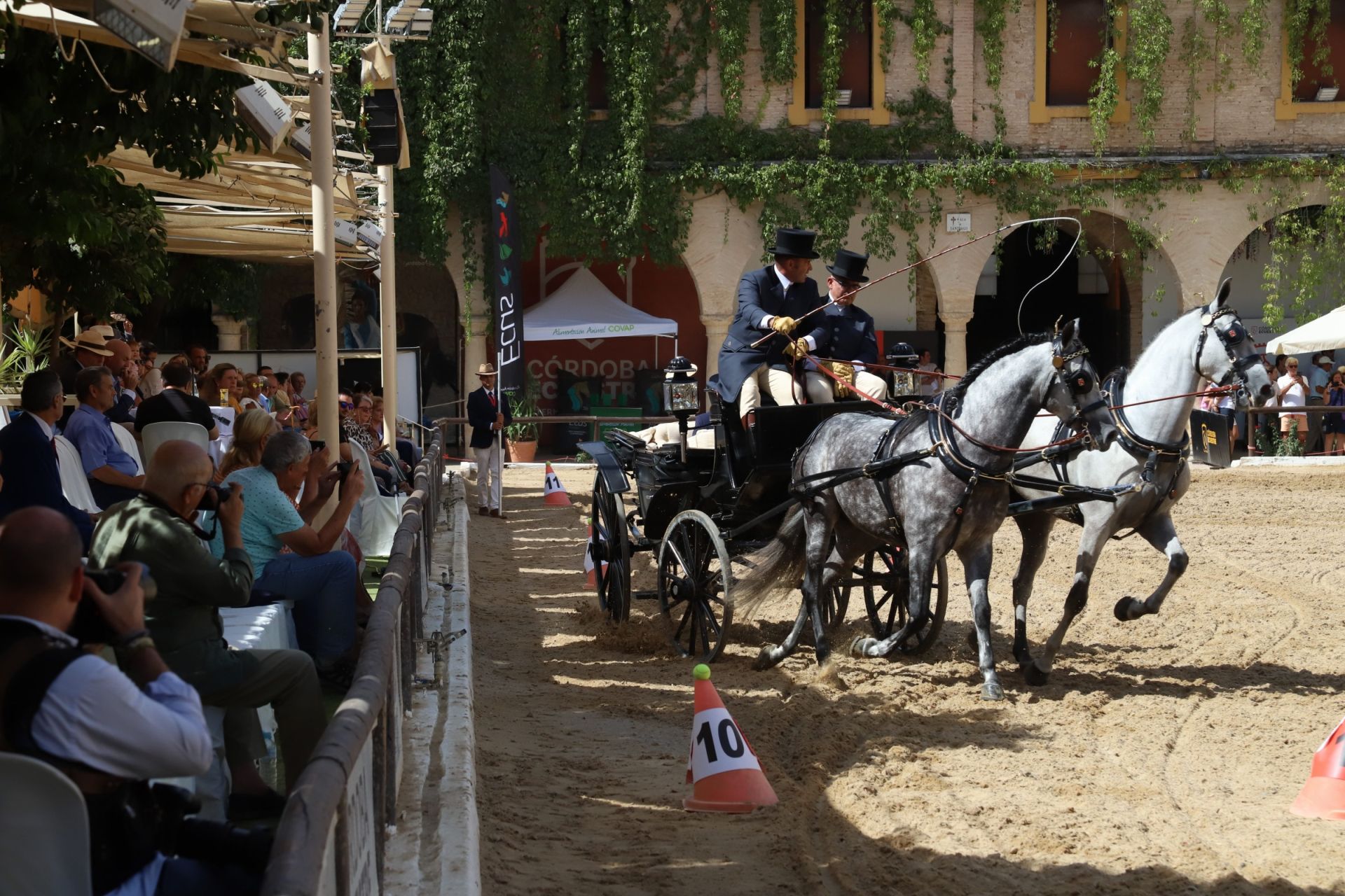 En imágenes, el X Concurso Internacional de Atalaje de Tradición en Córdoba