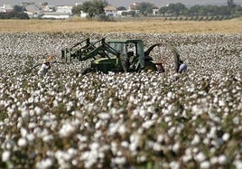 Junta de Andalucía y sector unen fuerzas para frenar la 'sangría' del algodón