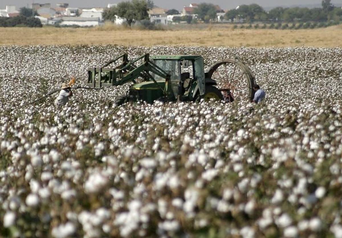 Trabajos de cosecha del algodón en una finca en Córdoba
