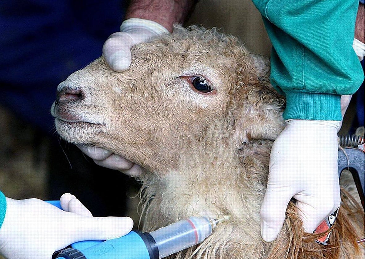 La Junta va a adquirir todas las vacunas necesarias para las explotaciones