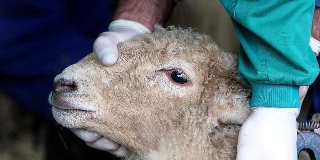 Castilla-La Mancha, con 107 focos de lengua azul activos, declarará emergencia y costeará todas las vacunas