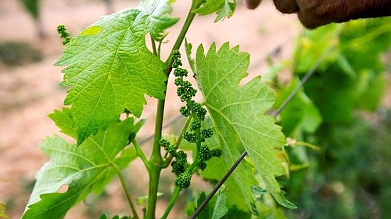 El mildiu provoca una caída histórica del 40% en la vendimia de Montilla-Moriles