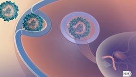 Una terapia genética restaura la audición en 10 pacientes con sordera