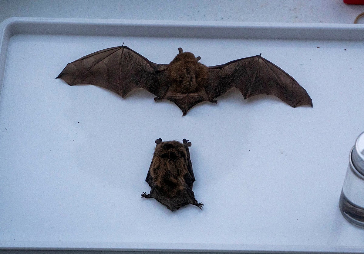 Imagen de dos murciélagos en Bioparc Valencia