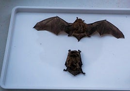 El único mamífero capaz de volar, que ya existía con los dinosaurios y además es el emblema de una capital española