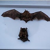 El único mamífero capaz de volar, que ya existía con los dinosaurios y además es el emblema de una capital española