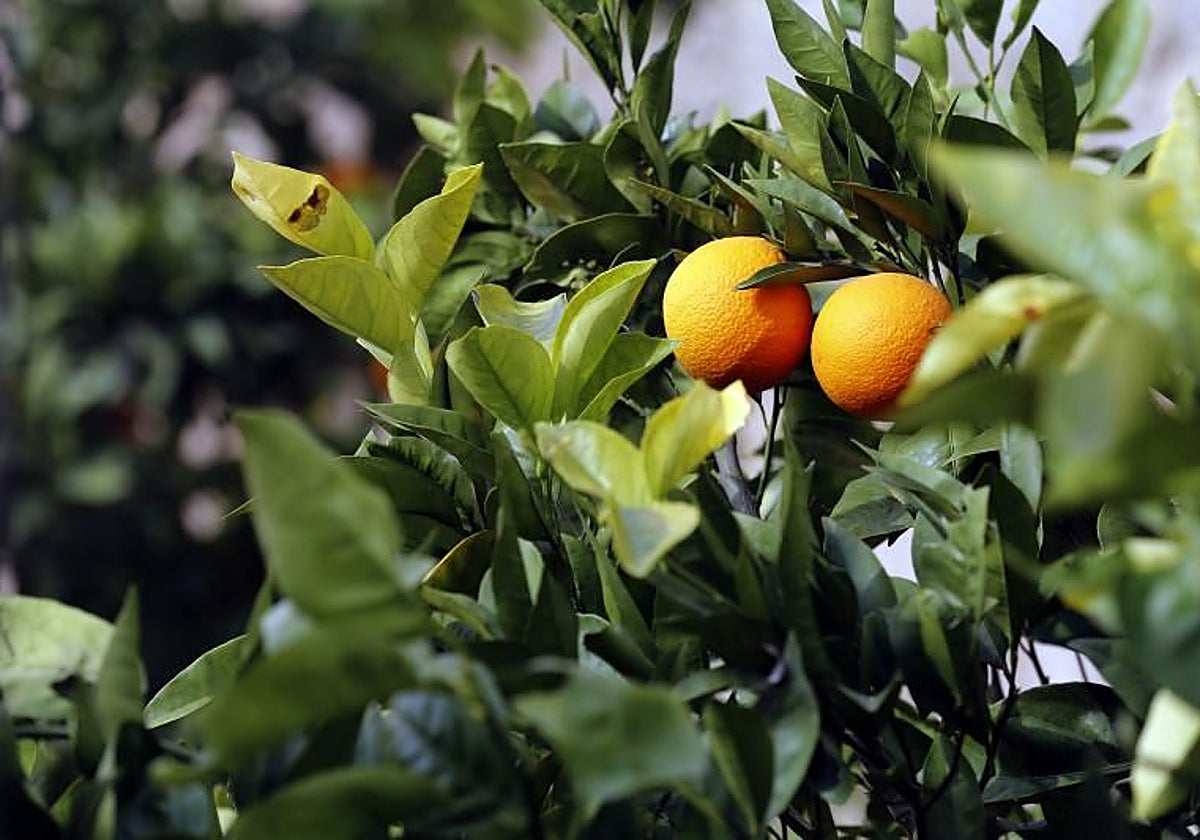 Naranjas de una finca de cultivo del Valle del Guadalquivir