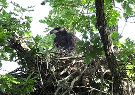 Castilla y León celebra el nacimiento «histórico» del primer pollo de pigargo europeo, una especie de águila extinguida en España