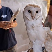 La Fundación Bioparc refuerza la conservación de especies autóctonas con un nuevo proyecto de lechuzas