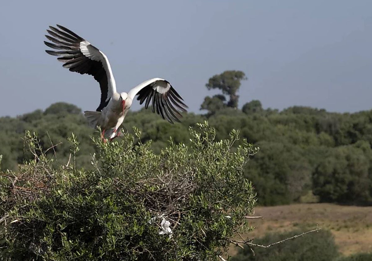 Cigüeñas blancas en la zona del entorno de Doñana
