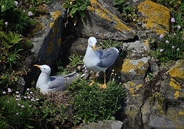 Las gaviotas desaparecen de las Islas Cíes