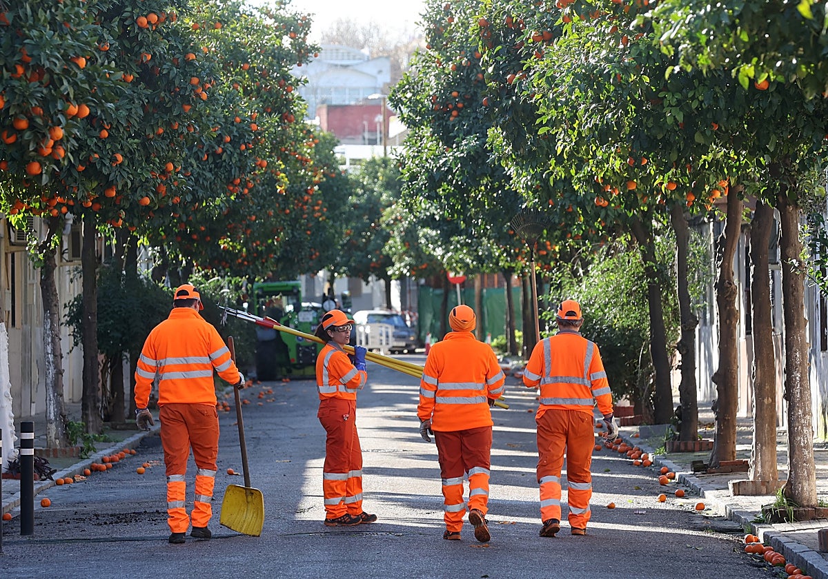 Varios operarios de Sadeco en las labores de limpieza y recogida de la naranja