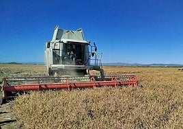 Los agricultores valencianos alertan de que «las variedades tradicionales del arroz se perderán sin una solución para la piricularia»