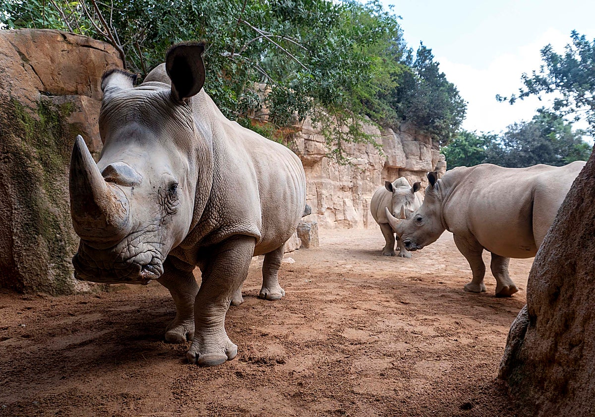 Imagen de los rinocerontes de Bioparc Valencia