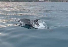 Crecen los avistamientos de delfines en un parque natural de Castellón