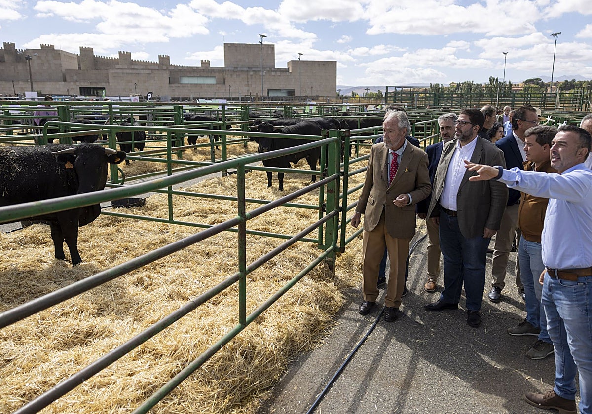 Inauguración del concurso-subasta de ganado de la raza avileña