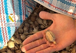 Un cambio brusco de sentido delata a dos hombres con 10 kilos de adormideras en el maletero