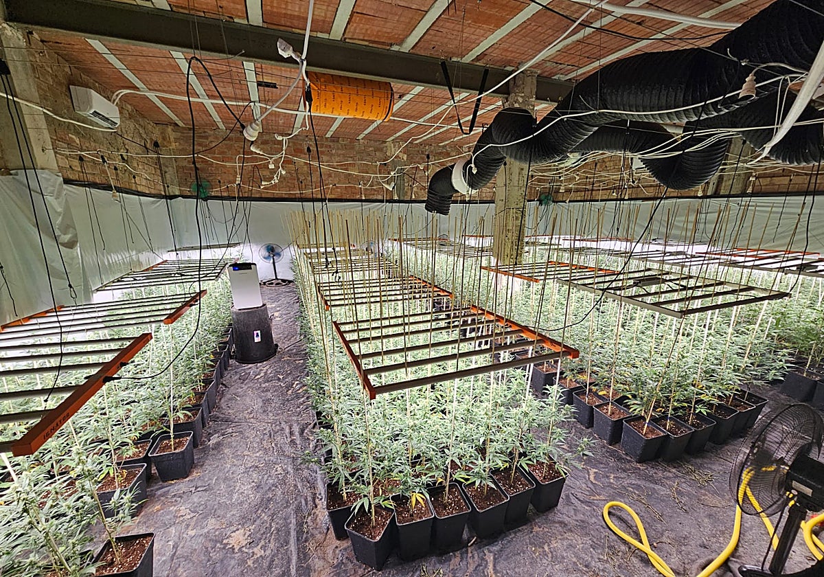 Interior del habitáculo donde estaba el cultivo de marihuana en la vivienda de Guadalcázar