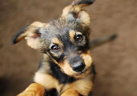 Condenado por violencia vicaria tras tirar al perro de su pareja por un acantilado para hacerla sufrir