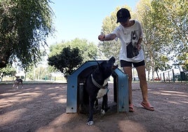 Encuesta ABC: ¿Qué te parece la propuesta del Gobierno andaluz de bajar los impuestos a los dueños de nuevas mascotas?