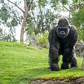 Bioparc se une al Día Mundial del Gorila impulsando su conocimiento para evitar su extinción