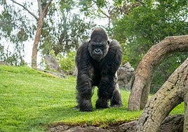 Bioparc se une al Día Mundial del Gorila impulsando su conocimiento para evitar su extinción