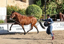 El Concurso Morfológico de Cabalcor reúne a más de 90 caballos y 55 ganaderías llegadas de Europa y América