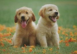 Cómo conseguir la deducción de 100 euros por tu mascota en Andalucía: estos son los requisitos y los beneficiarios