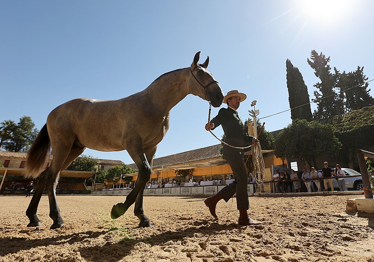 Un ejemplar participante en el Concurso Morfológico de Cabalcor