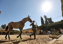 Cabalcor y su concurso morfológico Córdoba: «El mundo del caballo está cada vez más profesionalizado»