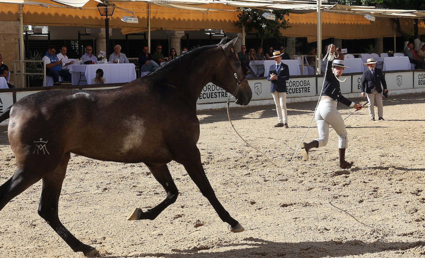 El Concurso Morfológico de caballos &#039;Ciudad de Córdoba&#039;, en imágenes