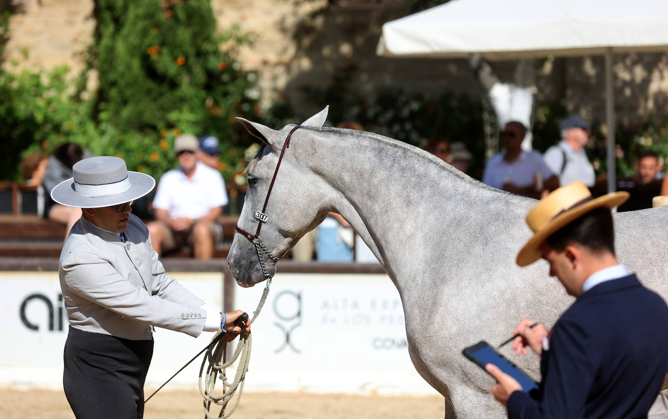 El Concurso Morfológico de caballos &#039;Ciudad de Córdoba&#039;, en imágenes