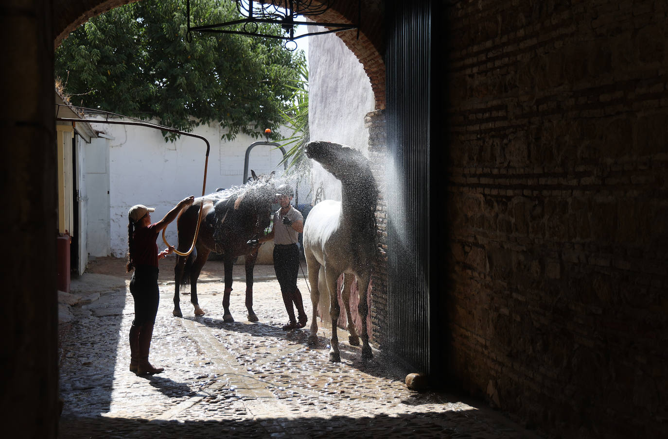 El Concurso Morfológico de caballos &#039;Ciudad de Córdoba&#039;, en imágenes