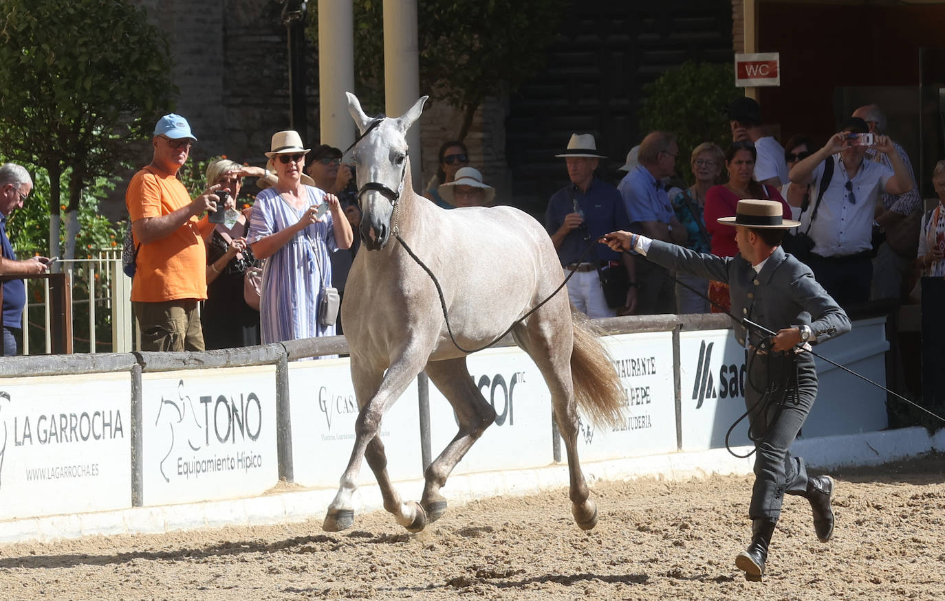 El Concurso Morfológico de caballos &#039;Ciudad de Córdoba&#039;, en imágenes