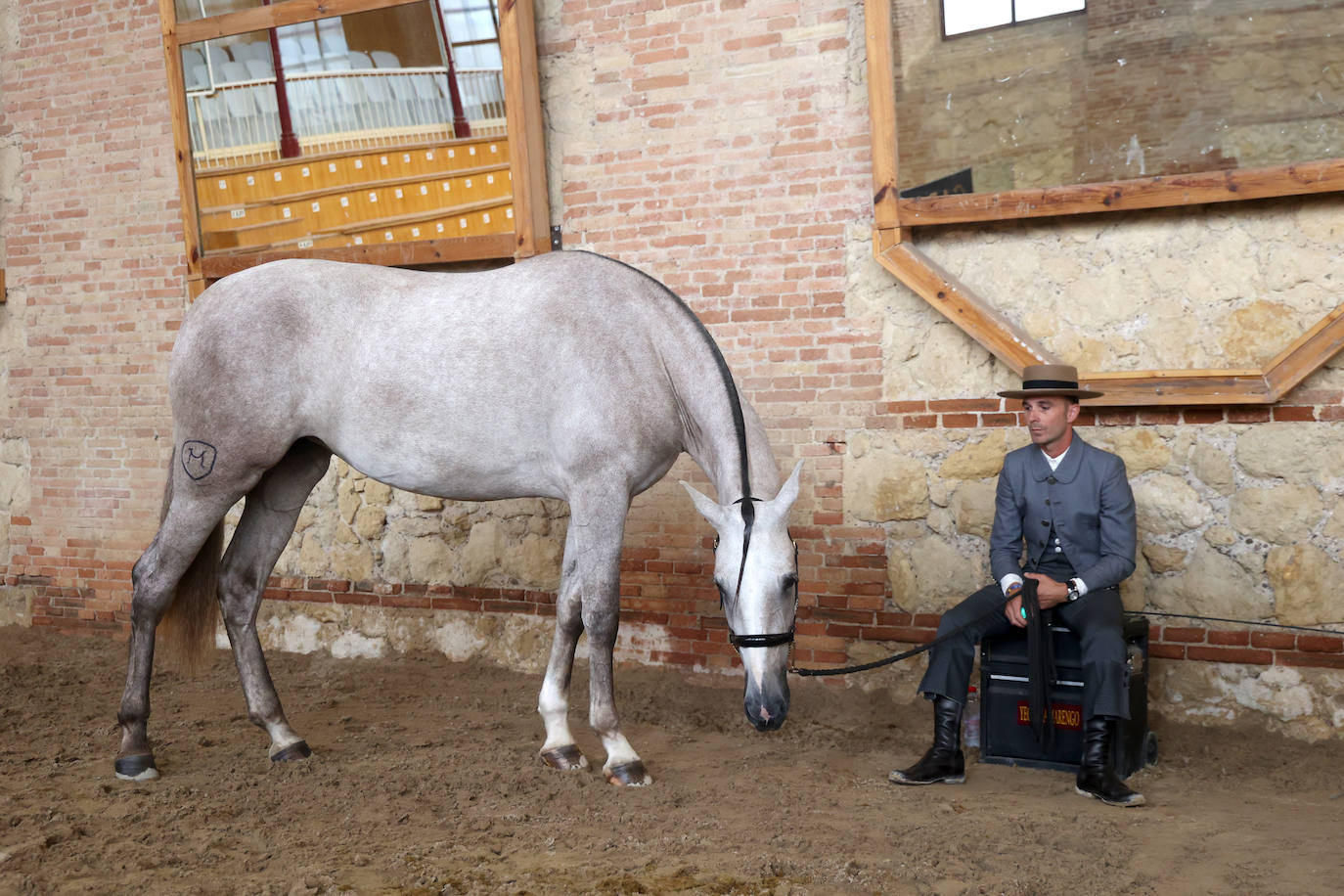 El Concurso Morfológico de caballos &#039;Ciudad de Córdoba&#039;, en imágenes