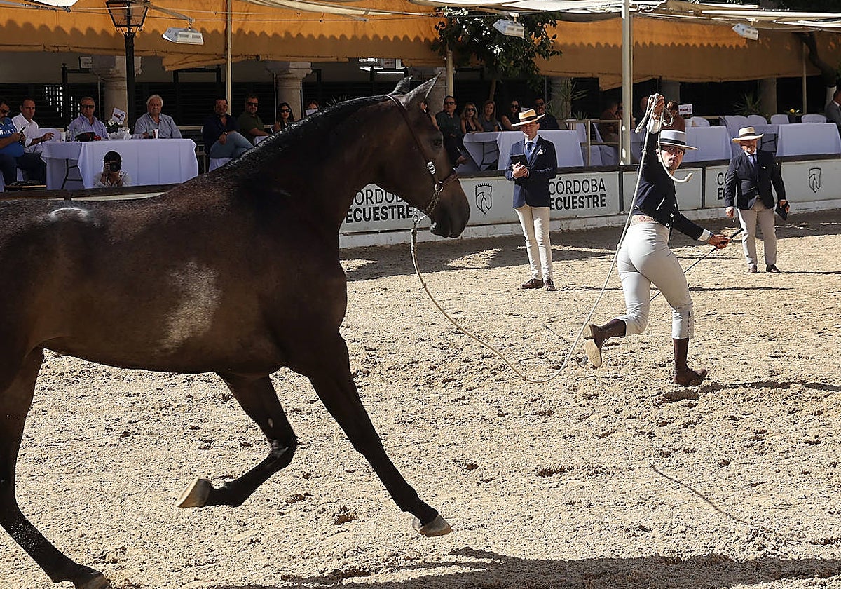 El Concurso Morfológico de caballos &#039;Ciudad de Córdoba&#039;, en imágenes