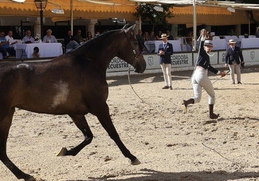 El Concurso Morfológico de caballos 'Ciudad de Córdoba', en imágenes