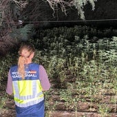 Imagen de la plantación de marihuana intervenida en un paraje oculto en Almerimar