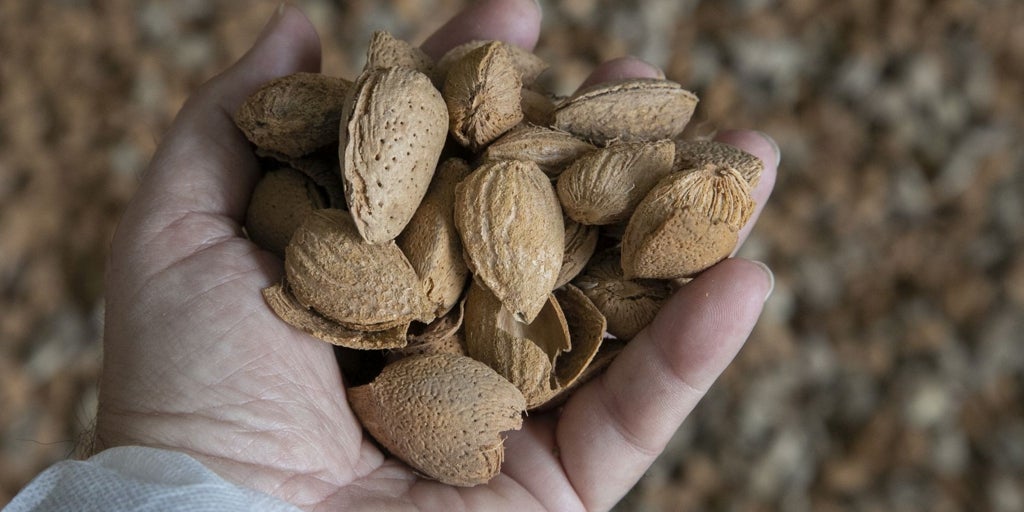 La almendra española en peligro: UPA denuncia la competencia desleal de las importaciones