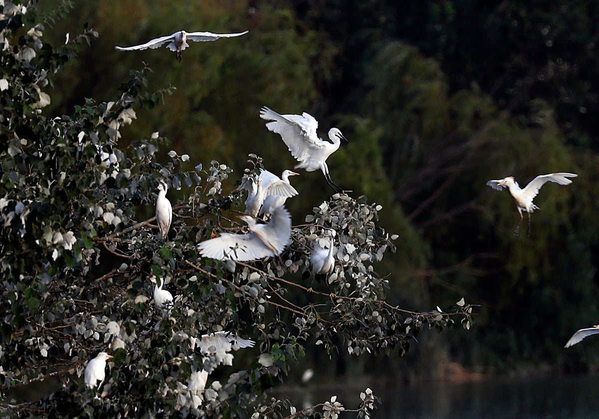 Un grupo de aves en el entorno del Guadalquivir