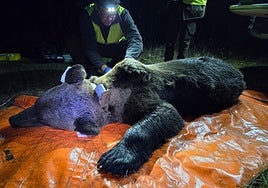 Colocan GPS a dos osos para alejarlos de los pueblos en León