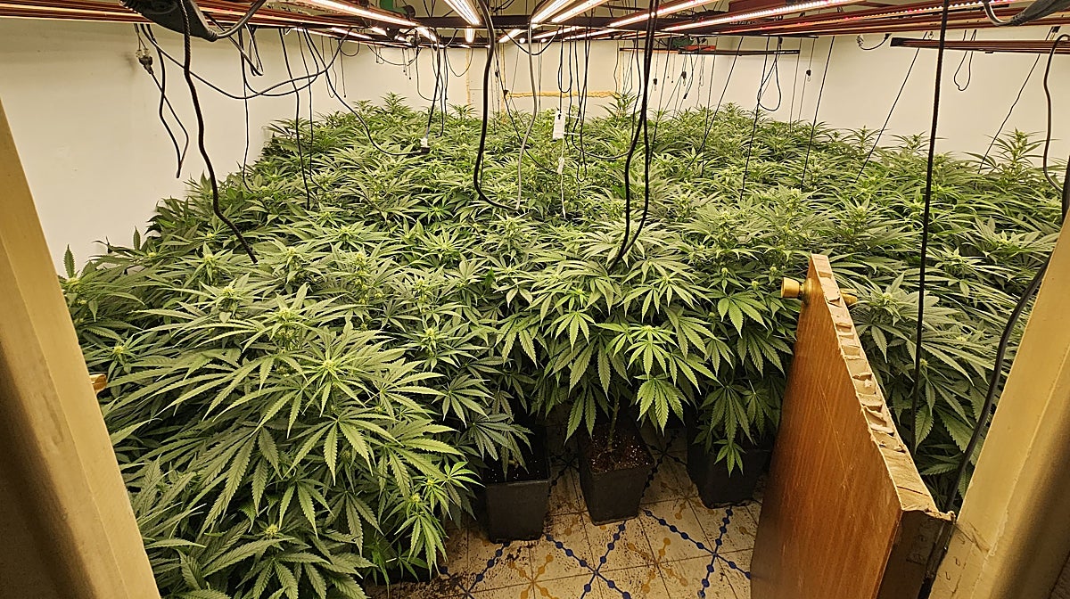 Una de las plantaciones hidropónicas desmanteladas por la Policía Nacional en un municipio de la provincia de Alicante