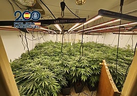 La «masa madre» de la marihuana: destapan una red de plantaciones con un vivero de luz intensa para mejorar el cultivo