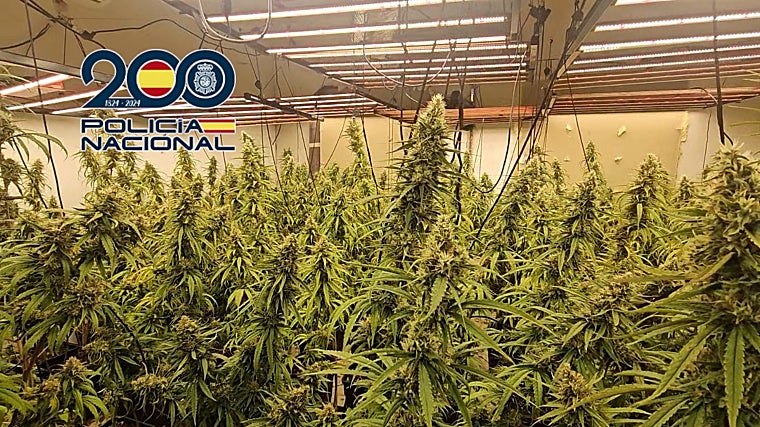 Algunas de las plantas de marihuana han alcanzado una gran altura